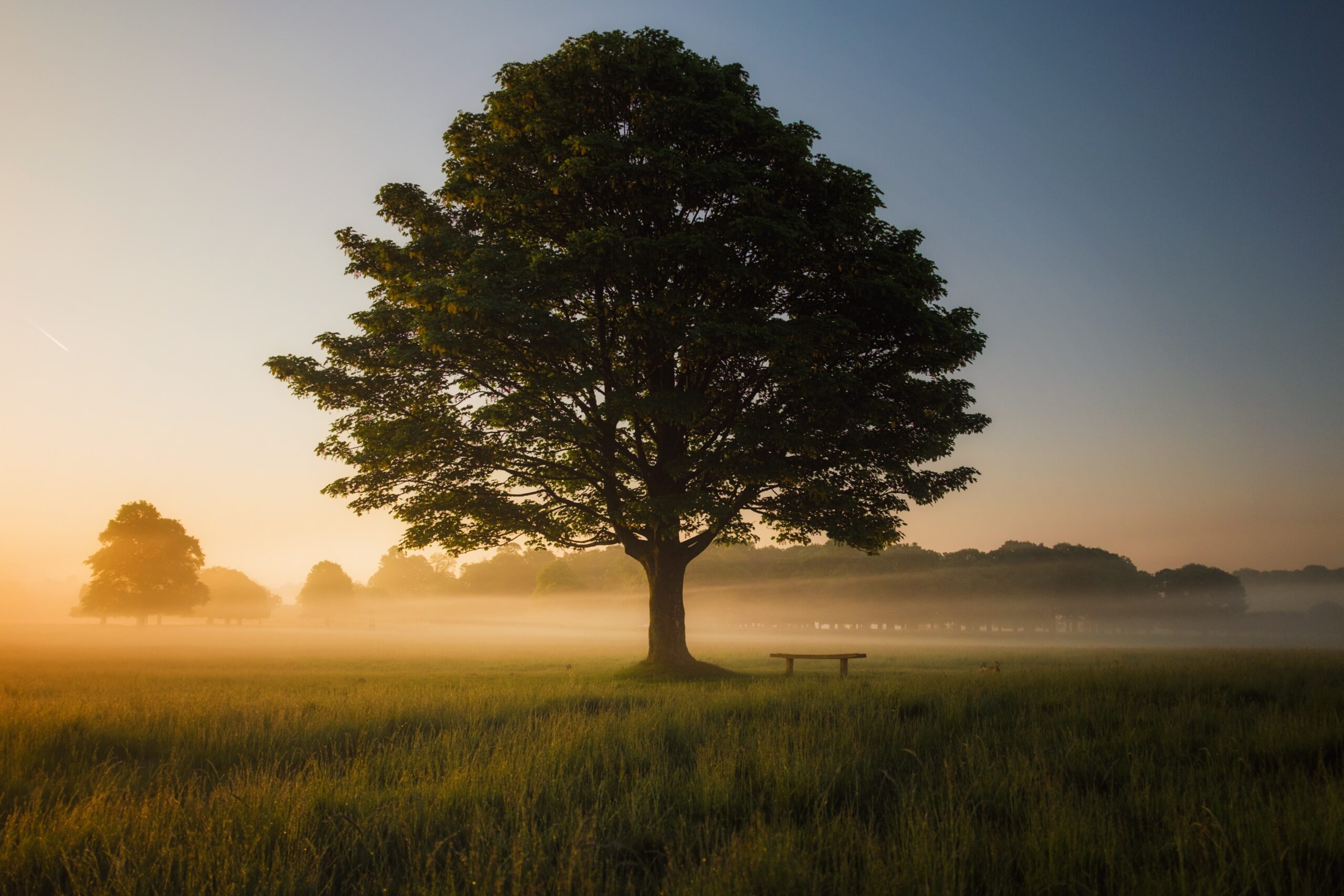 the ultimate guide to tree lopping